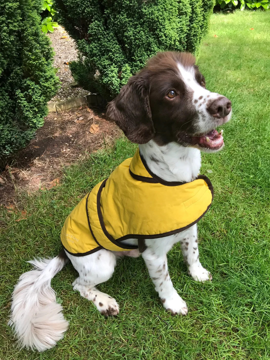 Dog Coat - Sunflower Yellow Wax