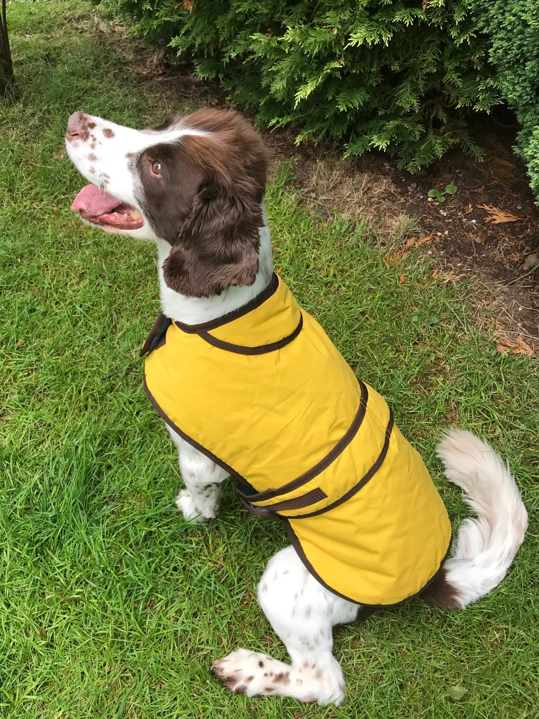 Dog Coat - Sunflower Yellow Wax