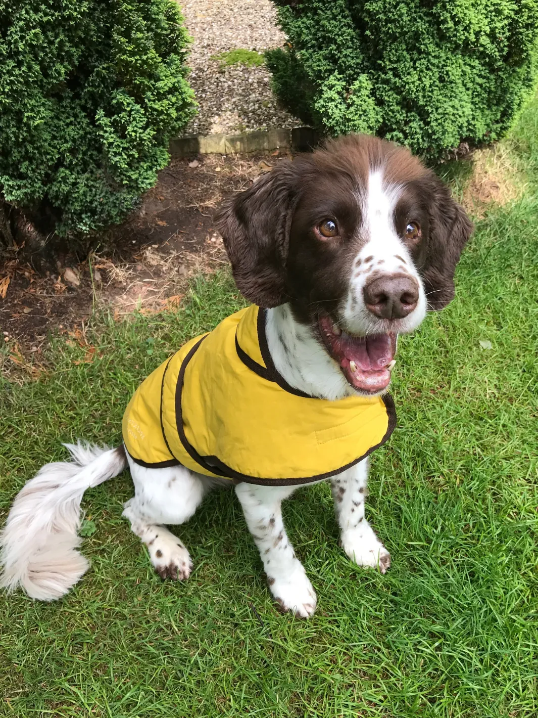 Dog Coat - Sunflower Yellow Wax