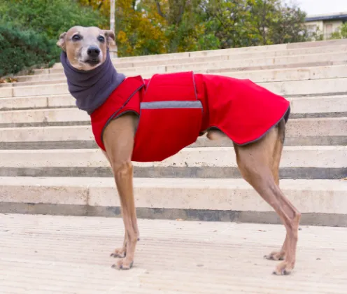 WHIPPET/GREYHOUND SOFTSHELL DOG COAT   NECK WARMER / MADE TO ORDER