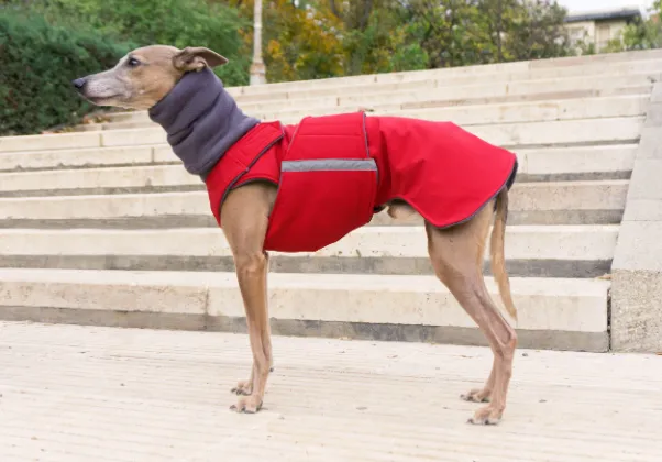 WHIPPET/GREYHOUND SOFTSHELL DOG COAT   NECK WARMER / MADE TO ORDER